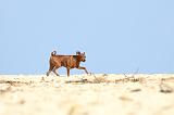 PINSCHER NAIN 062